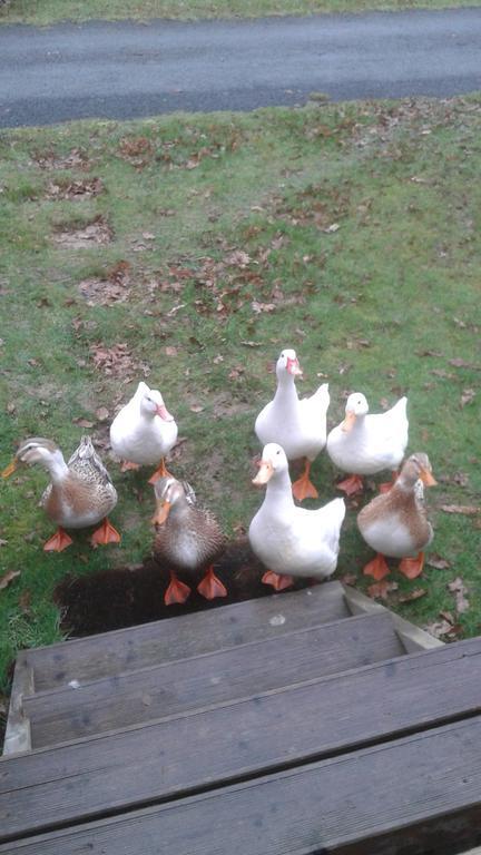 Hebergement dans un Domaine à Litteau Extérieur photo